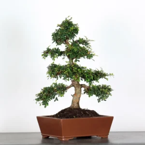 Chinese Elm “Ulmus parvifolia” – A Classic Bonsai for Every Collector