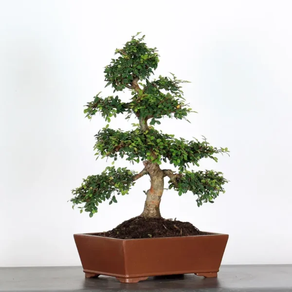 Chinese Elm “Ulmus parvifolia” – A Classic Bonsai for Every Collector