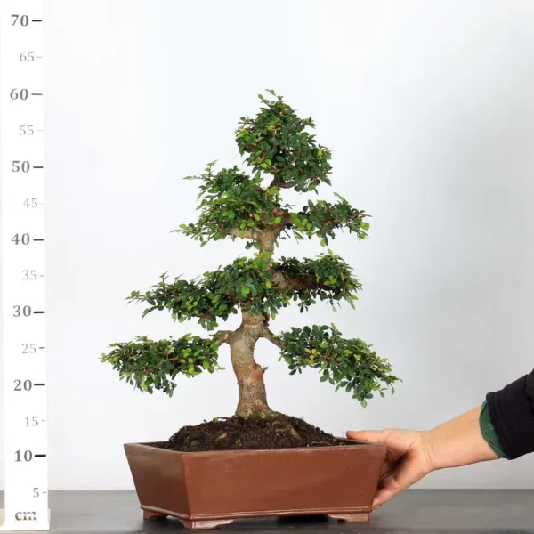 Chinese Elm “Ulmus parvifolia” – A Classic Bonsai for Every Collector - Image 3