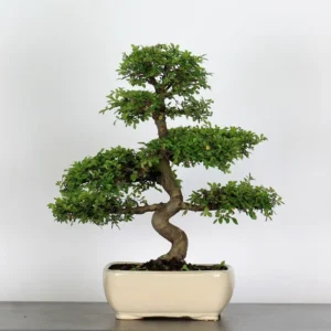Chinese Elm “Ulmus parvifolia” – A Timeless Classic for Bonsai Enthusiasts
