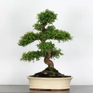 Chinese Elm “Ulmus parvifolia” – A Timeless Bonsai Classic for All Skill Levels