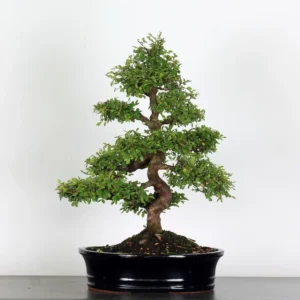 Chinese Elm “Ulmus parvifolia” – The Perfect Bonsai for Beginners and Experts