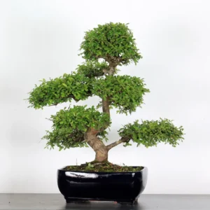 Chinese Elm “Ulmus parvifolia” – The Perfect Bonsai for Beginners and Experts