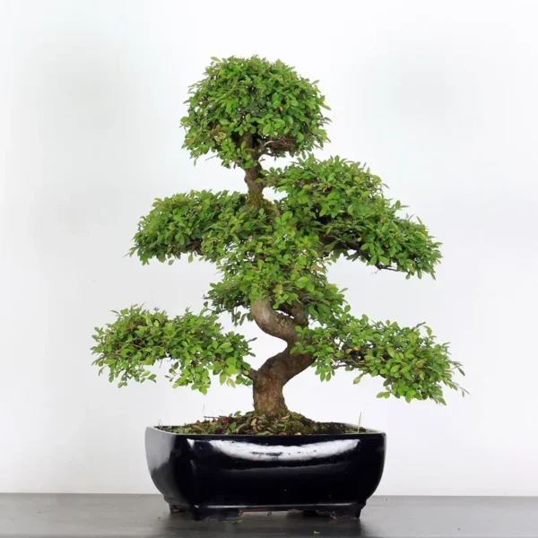 Chinese Elm “Ulmus parvifolia” – The Perfect Bonsai for Beginners and Experts - Image 2