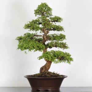 Chinese Elm “Ulmus parvifolia” – A Resilient and Timeless Bonsai Choice
