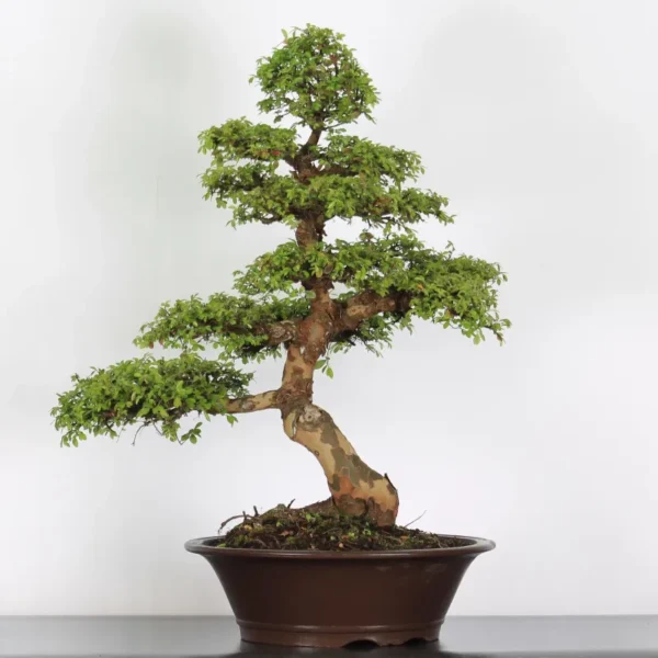 Chinese Elm “Ulmus parvifolia” – A Resilient and Timeless Bonsai Choice - Image 2