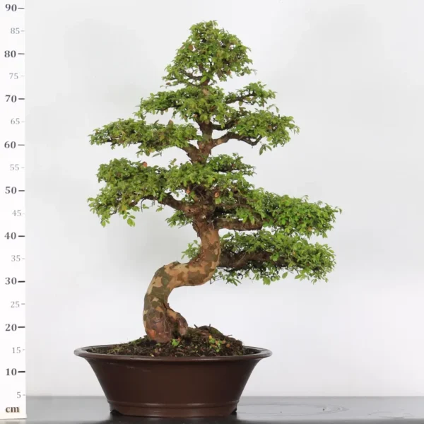 Chinese Elm “Ulmus parvifolia” – A Resilient and Timeless Bonsai Choice - Image 3