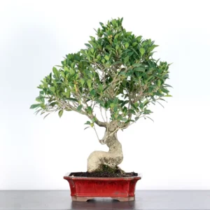 Ficus Bonsai Tree 1