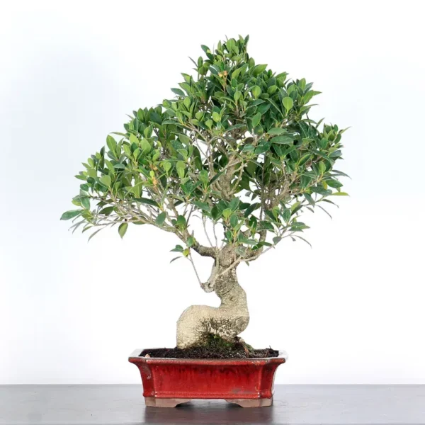 Ficus Bonsai Tree 1