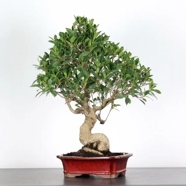 Ficus Bonsai Tree 1 - Image 2