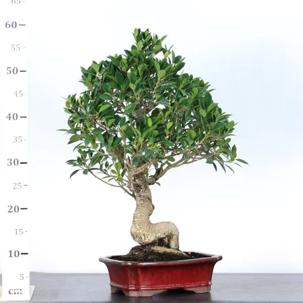 Ficus Bonsai Tree 1 - Image 3