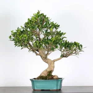 Ficus Bonsai Tree – 25 Years Old | Indoor Evergreen Bonsai in Plastic Pot