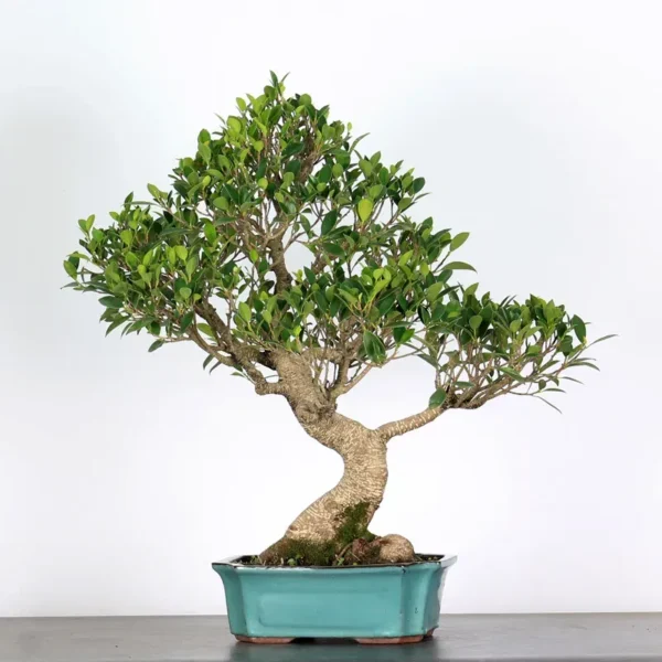 Ficus Bonsai Tree – 25 Years Old | Indoor Evergreen Bonsai in Plastic Pot
