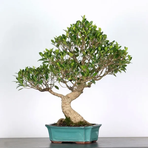 Ficus Bonsai Tree – 25 Years Old | Indoor Evergreen Bonsai in Plastic Pot - Image 2