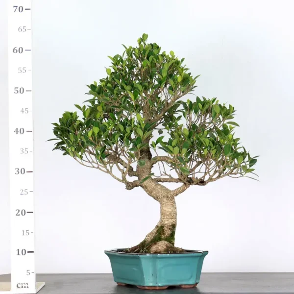 Ficus Bonsai Tree – 25 Years Old | Indoor Evergreen Bonsai in Plastic Pot - Image 3