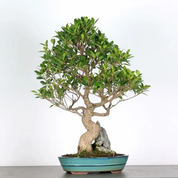 Ficus Bonsai Tree – 25 Years Old | Indoor Evergreen Bonsai