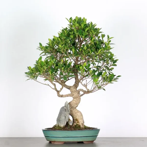 Ficus Bonsai Tree – 25 Years Old | Indoor Evergreen Bonsai - Image 2