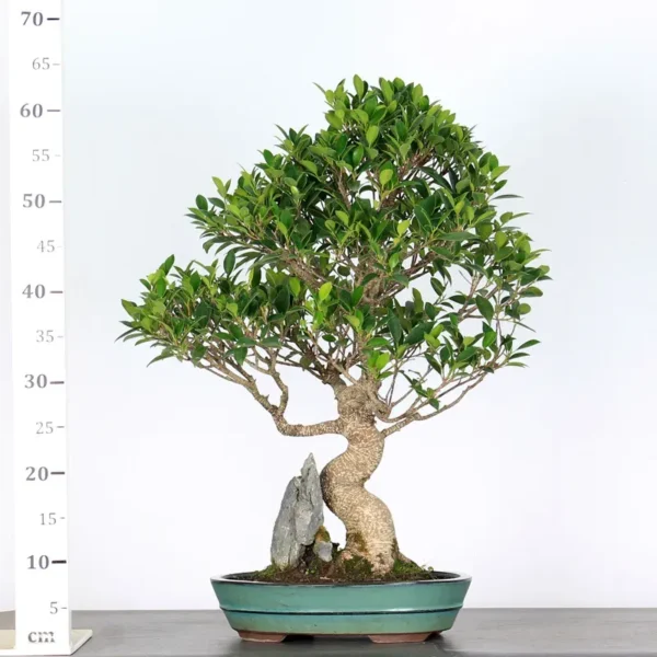 Ficus Bonsai Tree – 25 Years Old | Indoor Evergreen Bonsai - Image 3