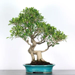 Ficus Bonsai Tree – 30 Years Old | Indoor Evergreen Bonsai Grown in Asia