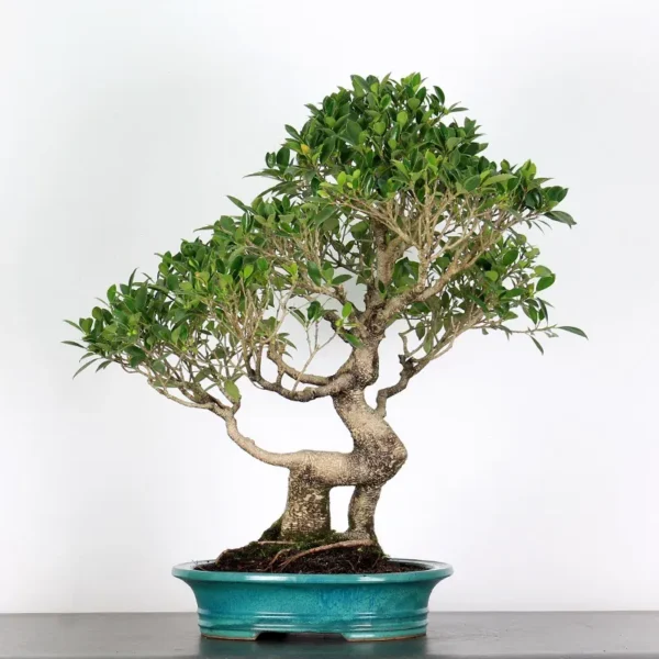 Ficus Bonsai Tree – 30 Years Old | Indoor Evergreen Bonsai Grown in Asia - Image 2