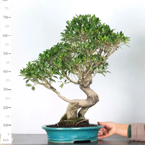 Ficus Bonsai Tree – 30 Years Old | Indoor Evergreen Bonsai Grown in Asia - Image 3