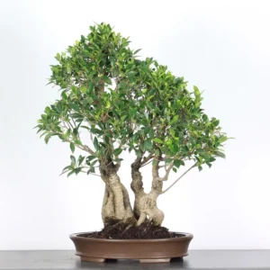 Ficus Bonsai Tree – 30 Years Old | Indoor Evergreen Bonsai