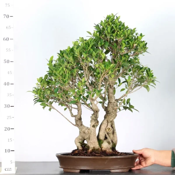 Ficus Bonsai Tree – 30 Years Old | Indoor Evergreen Bonsai - Image 3