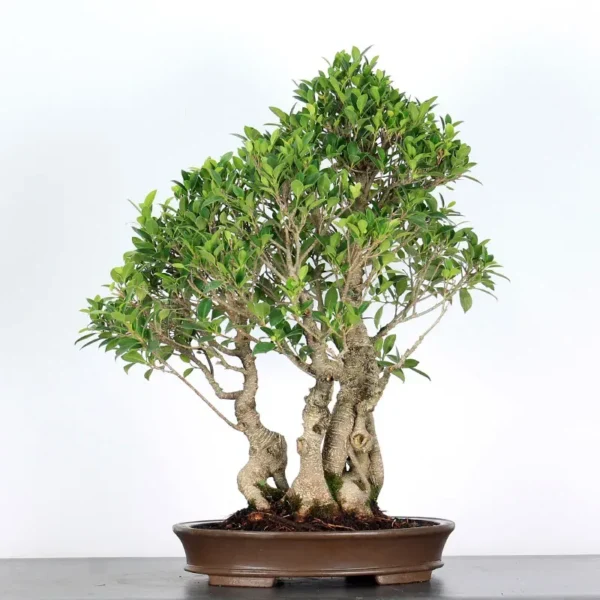 Ficus Bonsai Tree – 30 Years Old | Indoor Evergreen Bonsai - Image 2
