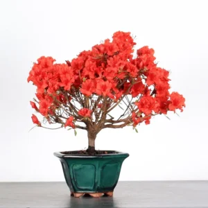 Japanese Azalea Bonsai – 7 Years Old | Bright Red Flowering Outdoor Bonsai