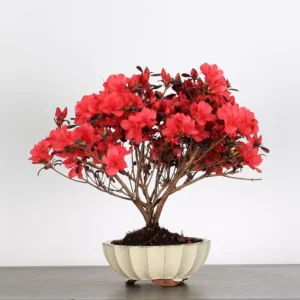 Japanese Azalea Bonsai – 10 Years Old | Bright Red Flowering Outdoor Bonsai