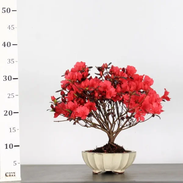 Japanese Azalea Bonsai – 10 Years Old | Bright Red Flowering Outdoor Bonsai - Image 2