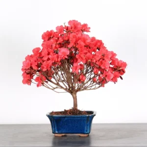Japanese Azalea Bonsai – 10 Years Old | Hardy Flowering Outdoor Bonsai