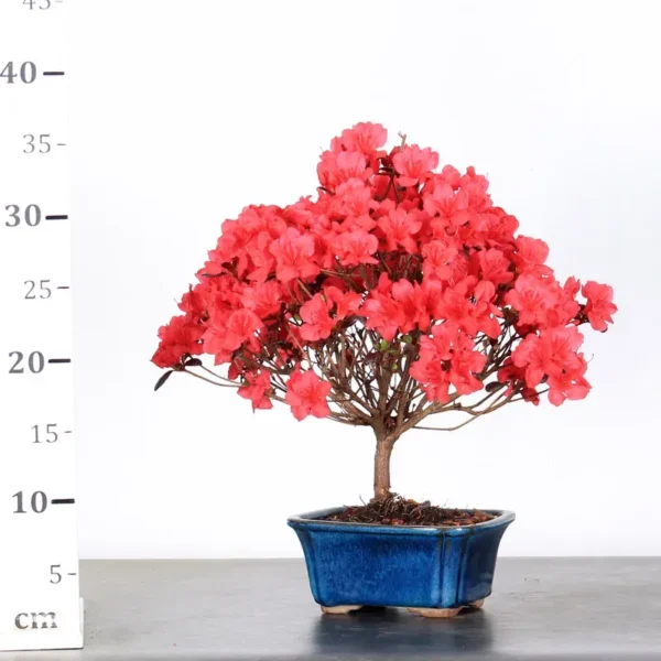 Japanese Azalea Bonsai – 10 Years Old | Hardy Flowering Outdoor Bonsai - Image 2