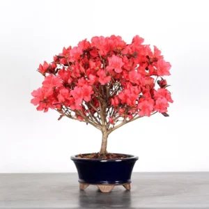 Japanese Azalea Bonsai – 10 Years Old | Compact Flowering Outdoor Bonsai