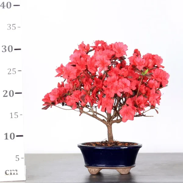 Japanese Azalea Bonsai – 10 Years Old | Compact Flowering Outdoor Bonsai - Image 2