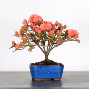 Japanese Azalea Bonsai – 10 Years Old | Flowering Outdoor Bonsai Tree