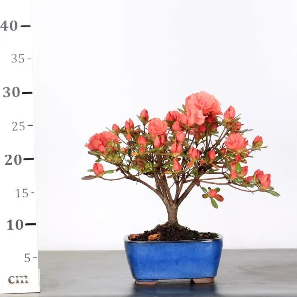 Japanese Azalea Bonsai – 10 Years Old | Flowering Outdoor Bonsai Tree - Image 2