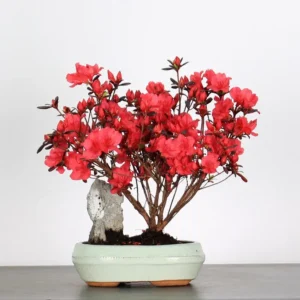 Japanese Azalea Bonsai with Rock – 10 Years Old | Vibrant Flowering Bonsai