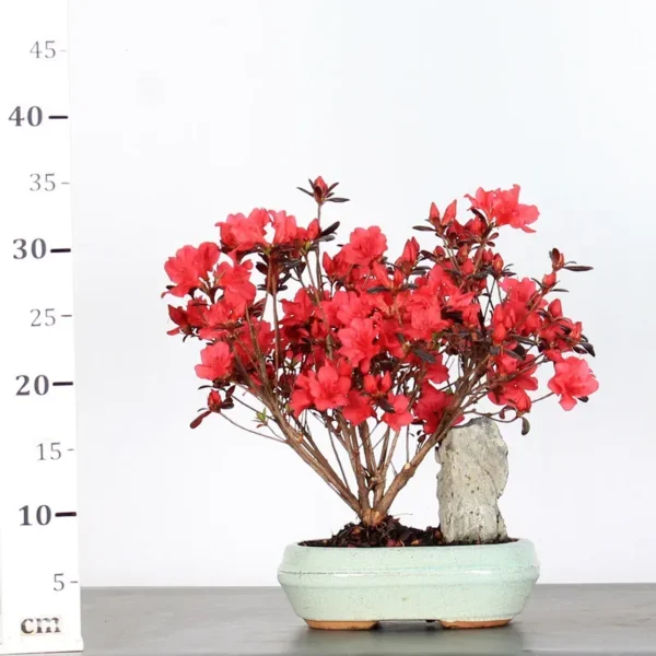 Japanese Azalea Bonsai with Rock – 10 Years Old | Vibrant Flowering Bonsai - Image 2