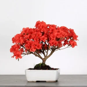 Japanese Azalea Bonsai – 10 Years Old | Hardy Flowering Bonsai