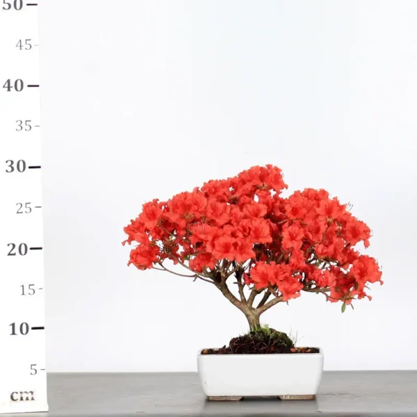 Japanese Azalea Bonsai – 10 Years Old | Hardy Flowering Bonsai - Image 2