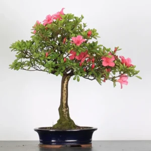 Azalea Bonsai – 25 Years Old | Pink-Red Flowering Bonsai for Outdoor Display