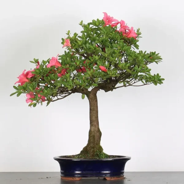 Azalea Bonsai – 25 Years Old | Pink-Red Flowering Bonsai for Outdoor Display - Image 2