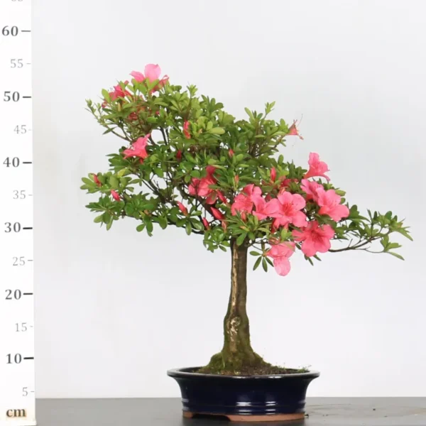 Azalea Bonsai – 25 Years Old | Pink-Red Flowering Bonsai for Outdoor Display - Image 3