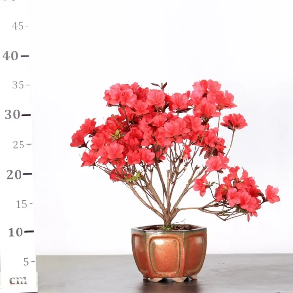 Japanese Azalea Bonsai – 10 Years Old | Red Flowering Hardy Outdoor Bonsai - Image 2