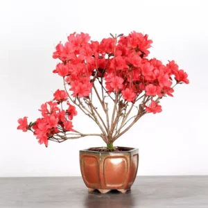 Japanese Azalea Bonsai – 10 Years Old | Red Flowering Hardy Outdoor Bonsai