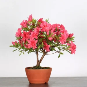 Japanese Azalea Bonsai – 10 Years Old | Red Flowers | Hardy Outdoor Tree in Plastic Pot
