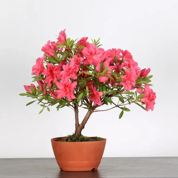 Japanese Azalea Bonsai – 10 Years Old | Red Flowers | Hardy Outdoor Tree in Plastic Pot
