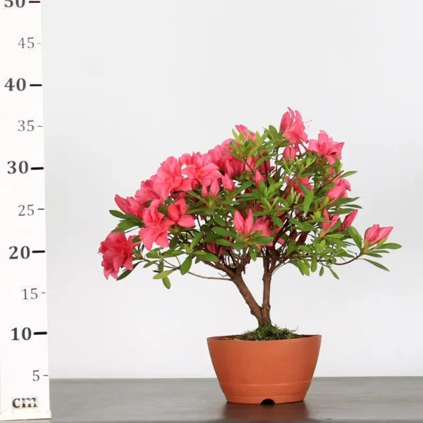 Japanese Azalea Bonsai – 10 Years Old | Red Flowers | Hardy Outdoor Tree in Plastic Pot - Image 2