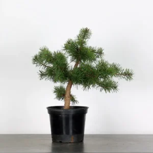 Pre-Bonsai Pinus sylvestris – 5 Years Old | Outdoor Evergreen Scots Pine